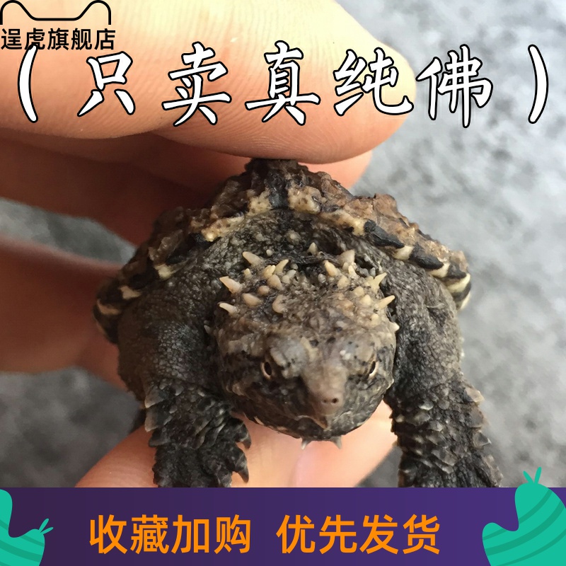 【逞虎】乌龟活物大小鳄鱼龟苗原种纯佛鳄纯佛杂佛北美活体宠物巴
