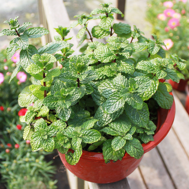 薄荷盆栽香槟薄荷办公室阳台植物驱蚊薄荷苗可食用净化空气绿植
