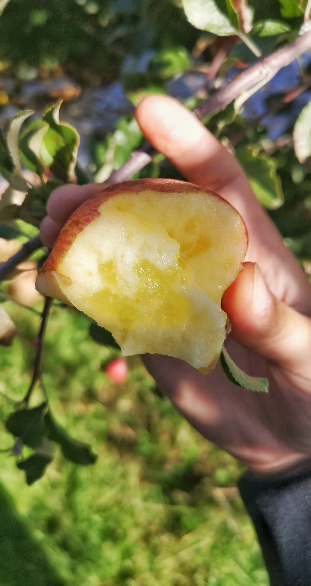 云南丑苹果昭通野生