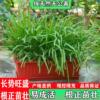 宽叶韭菜根菜苗现挖韭菜苗紫白根阳台四季盆栽本地韭菜50颗蔬菜苗 宽叶韭菜根菜苗现挖韭菜苗紫白根阳台四季盆栽本地韭菜50颗蔬菜苗