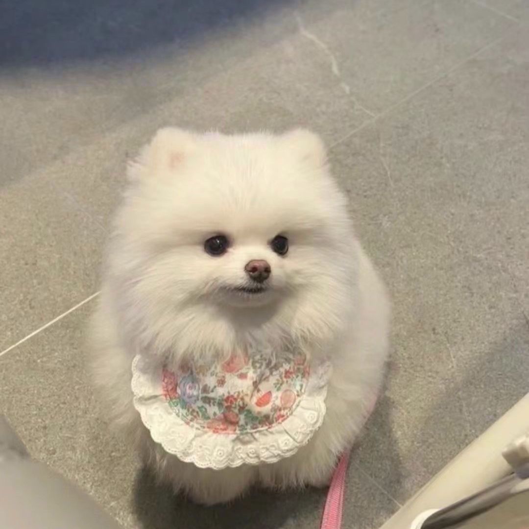博美活体宠物迷你长不大茶杯犬真狗狗俊介小型犬白色袖珍宠物狗狗