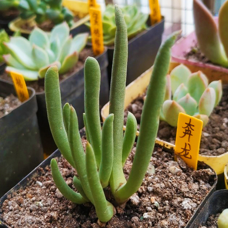 多肉植物奔龙办公室室内阳台桌面绿植园艺花卉组合盆栽新款萌肉肉