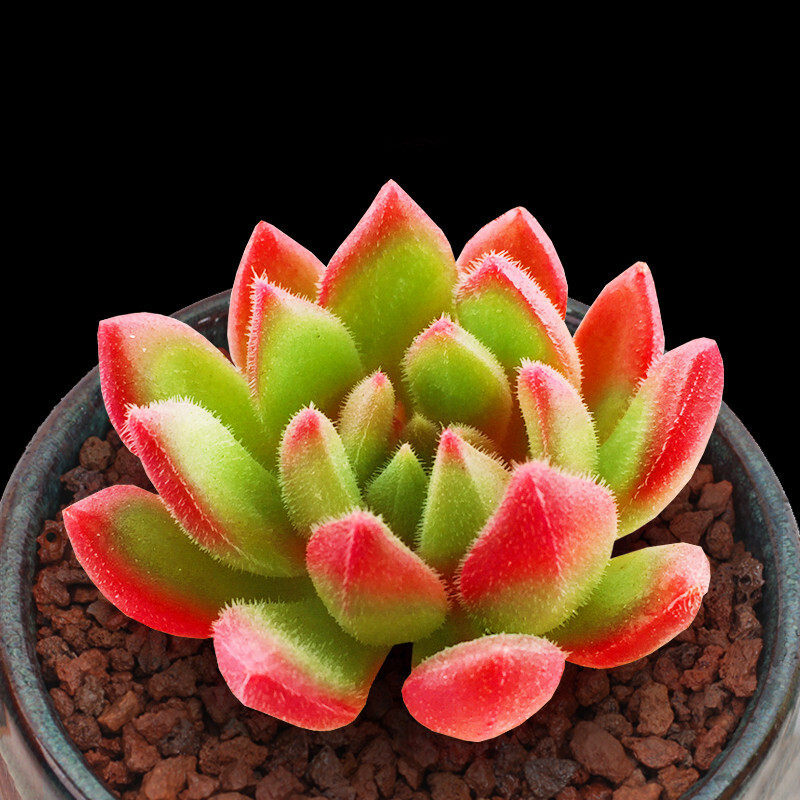 多肉植物红唇办公室室内阳台桌面绿植多肉植物