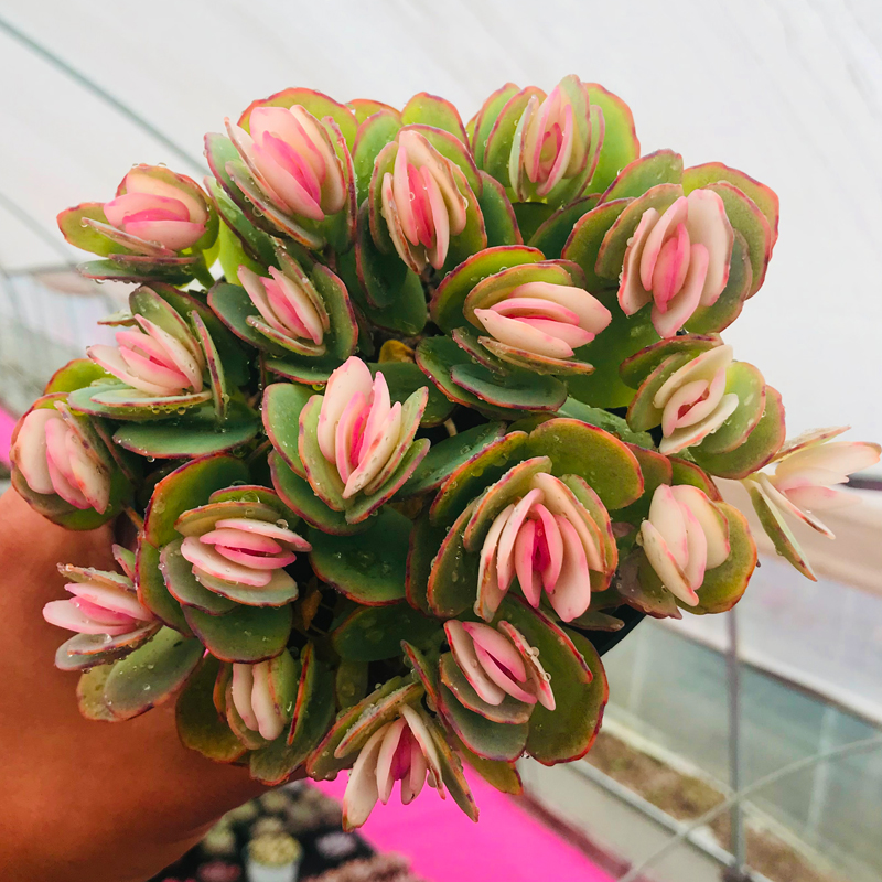 首页 下载app                          多肉植物贝壳锦彩色群生