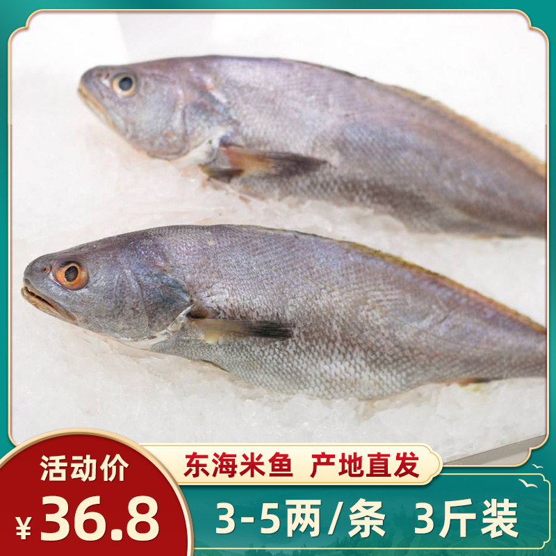 舟山东海海捕米鱼鮸鱼新鲜鲜活冷冻深海生鲜海鲜水产整箱商用