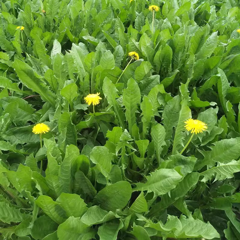 蒲公英种子种籽野生婆婆丁春秋野菜种孑种苗盆栽种植蔬菜四季食用