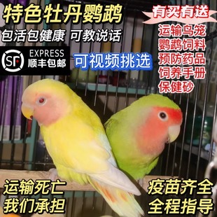 桃脸牡丹鹦鹉活鸟活物小鸟成年繁殖手养黄桃绿桃学说话宠物鸟家养