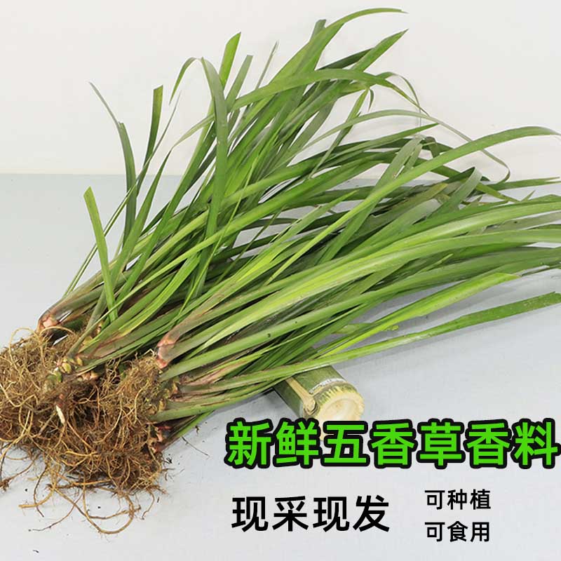 山奈500g五香草贵州现挖三萘茴香菖蒲草随手香草盆景盆栽带根发货