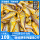 冷冻新鲜 大头梅童鱼 东海舟山小梅子鱼细眼 约2斤装 26个左右/斤