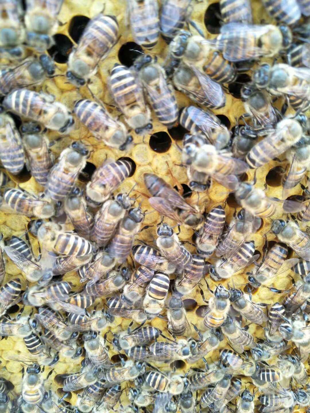 00元71去淘宝店购买70产品详情双色甘肃蜂王阿坝王红背王王本地黑