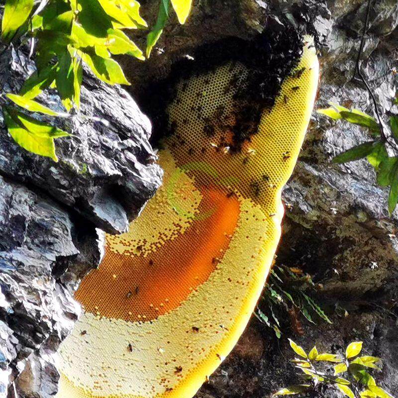 93云南崖蜜野生岩蜂蜜酸蜜蜂巢蜜纯正天然米团花黑