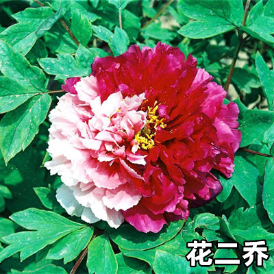 名贵的牡丹品种,牡丹稀有名贵品种_大山谷图库