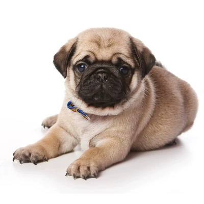 图一:纯种幼犬短毛鹰嘴哈巴狗巴哥犬
