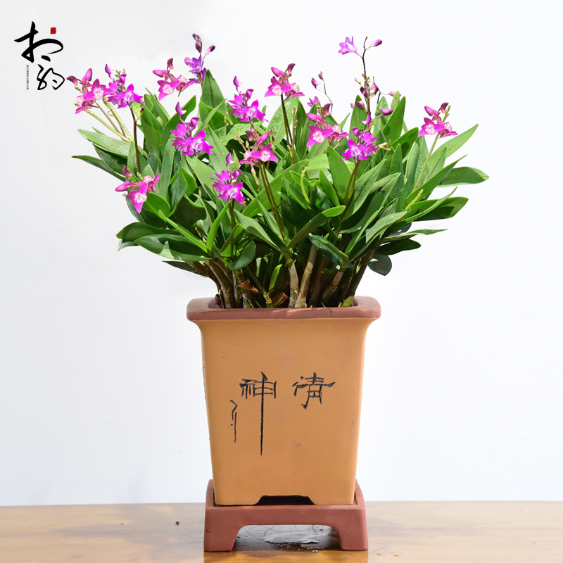 相约自然旗舰店的优惠券大全—澳洲香水石斛兰盆栽带花苞父亲节之花