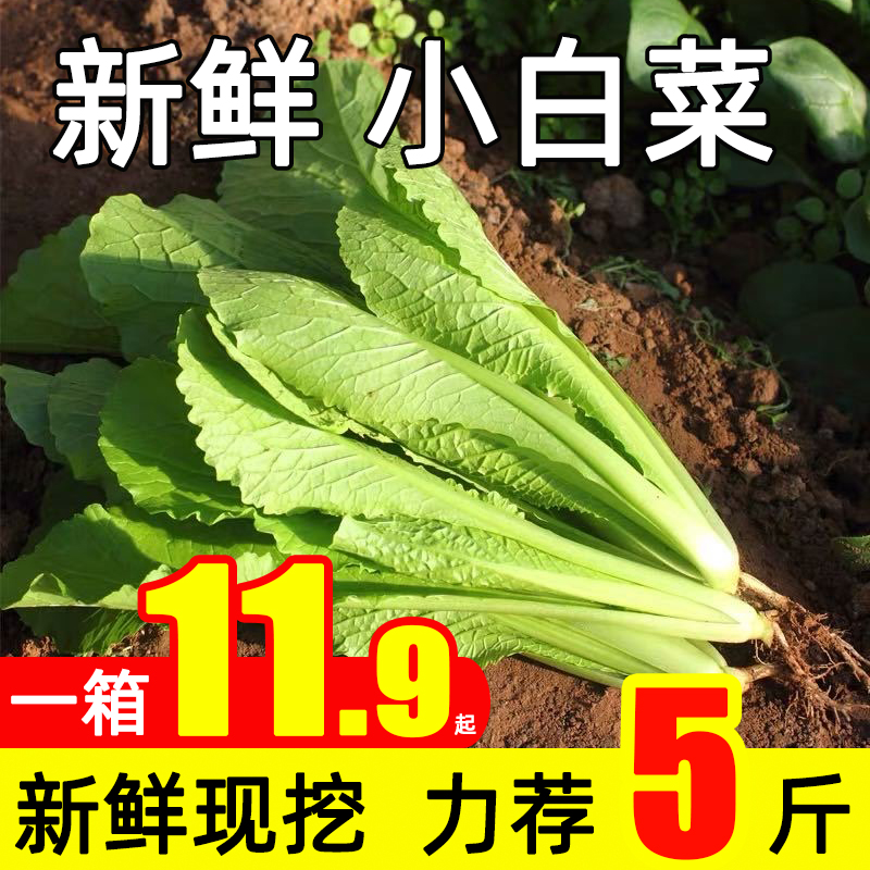 新鲜现摘小白菜5斤农家自种当季蔬菜鲜嫩青菜油白菜白菜秧杭白菜