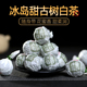 甜柔蜜香云南冰岛老寨大叶种头春古树生普洱白茶寿眉迷你龙珠500g