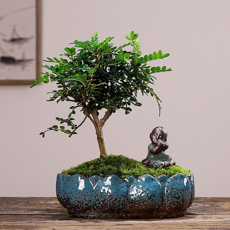 钧月窑园艺旗舰店的优惠券大全—清香木盆栽植物六月雪提根盆景绿植