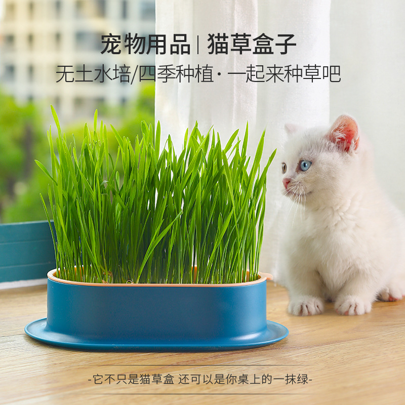 猫草盆栽无土水培化毛草种植小麦种子自种猫薄荷猫零食幼猫用品