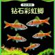 钻石彩虹鲫冷水观赏鱼活体黑影道人紫红两点鲫金元宝黄帆鲫群游鱼