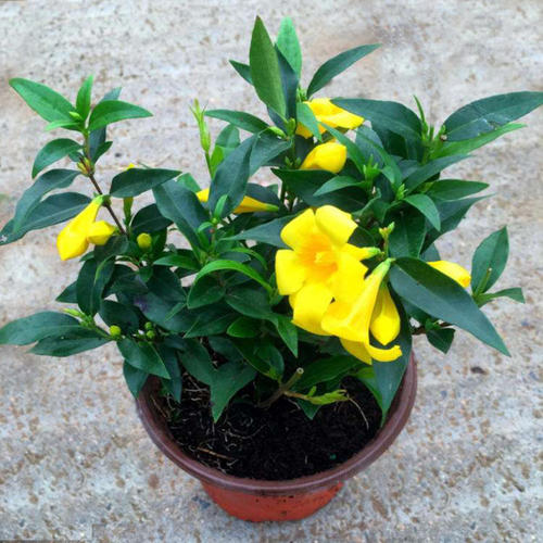 法国香水藤茉莉花盆栽冬季好养易活耐寒花卉植物阳台浓香花好养