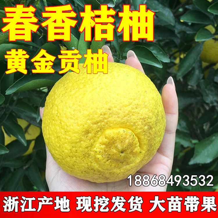 春香桔柚树苗黄金贡柚苗兼有桔和柚的香气柑橘树苗象山青树苗