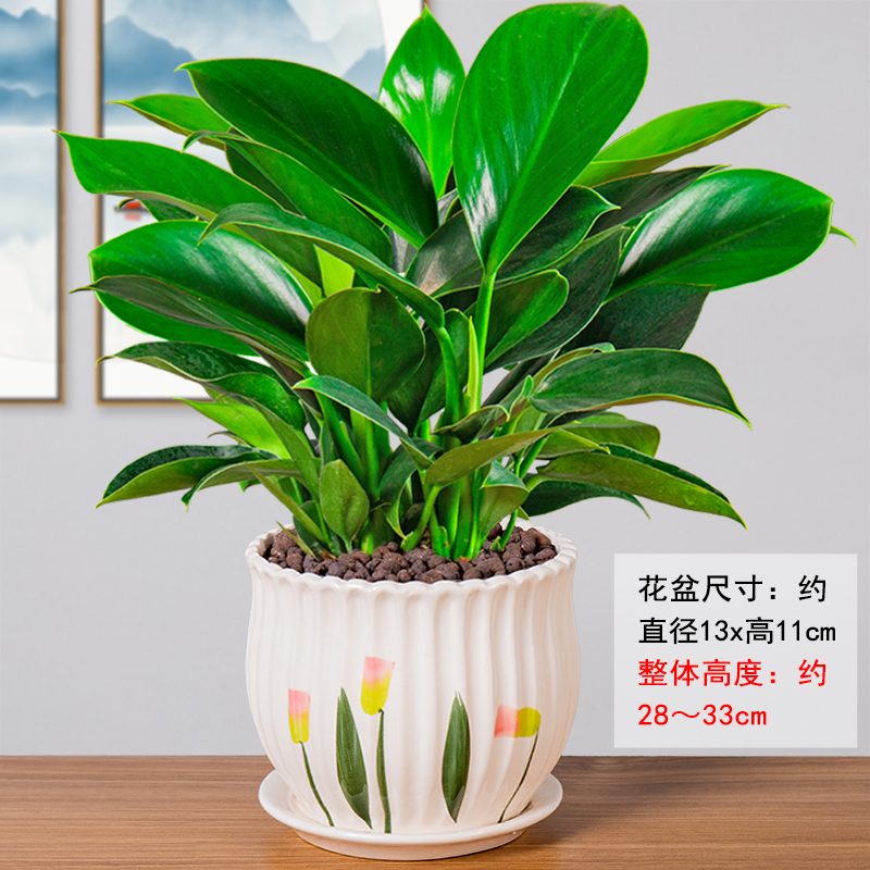 绿公主大叶金钻盆栽绿植室内新房吸甲醛花卉净化空气好养招财植物