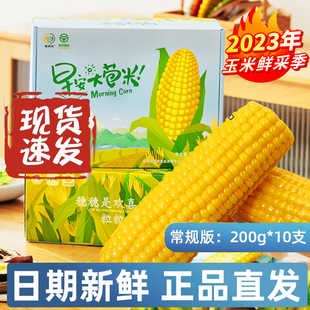 24年早安大苞米麦秀年10支新鲜东北黄甜糯玉米苞谷金玉棒非转基因