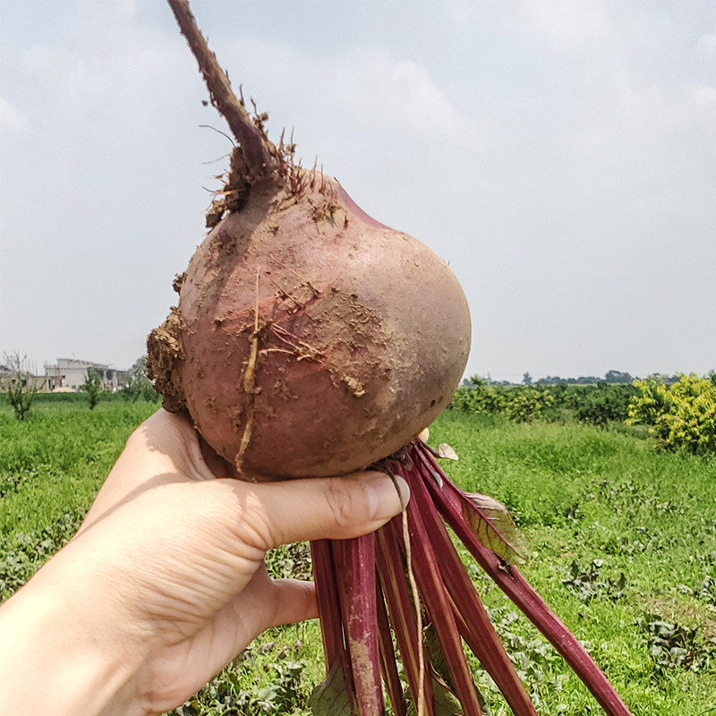 有机火焰菜红菜头新鲜1400g红叶菜