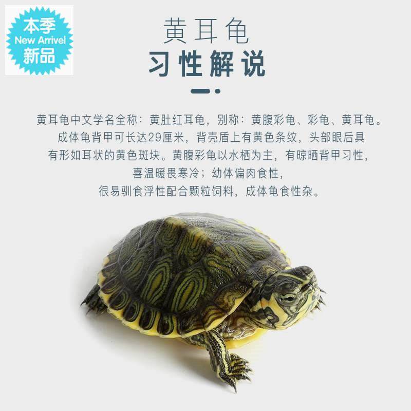 黄耳侧颈龟观赏深水龟龟静宝龟苗小乌龟龟
