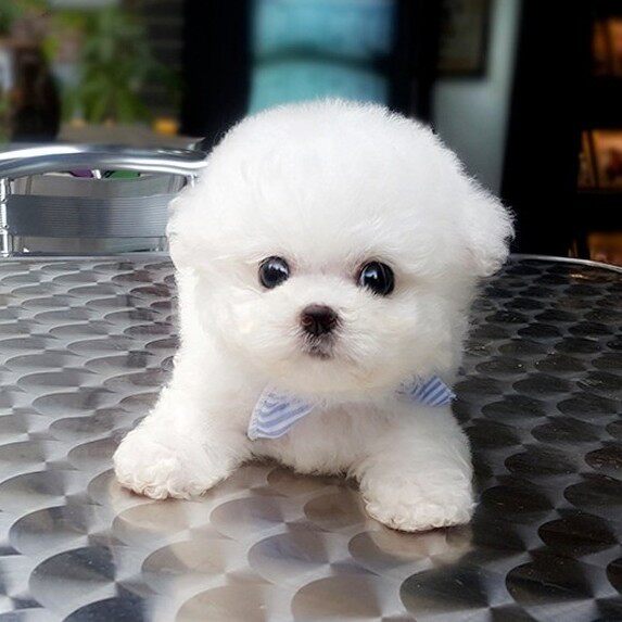 无偿领养纯种卷毛比熊幼犬活体小型长不大迷你袖珍犬茶杯犬宠物狗