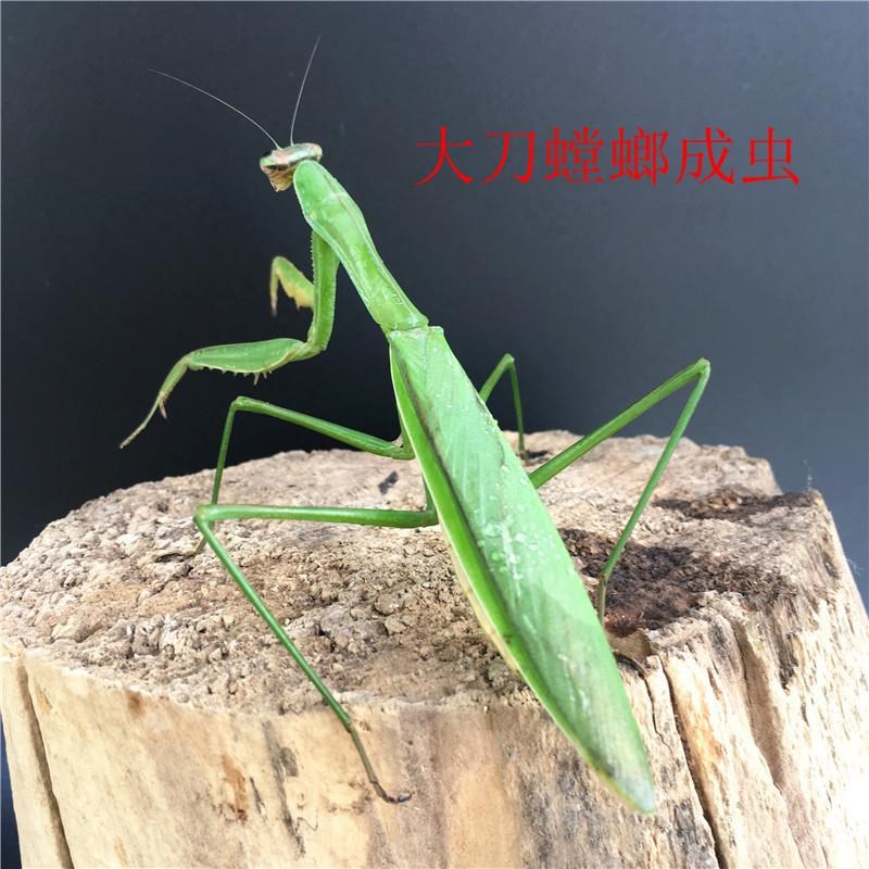 薄翅螳螂7