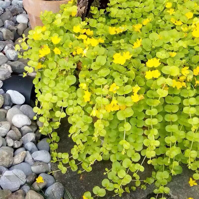 过路黄盆栽金叶黄金串植物庭院花园花境金钱草多年生垂吊观叶绿植