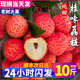 顺丰10斤桂味荔枝 老树果小核新鲜现摘现发糯无进奉王妃整箱包邮5