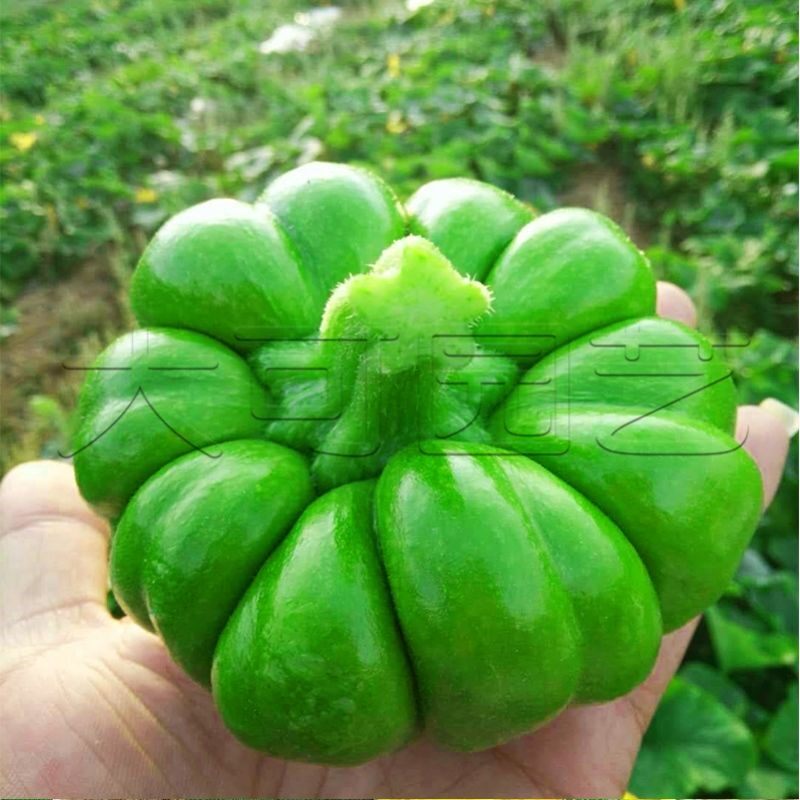 姜柄瓜种子云南小南瓜种籽绿菜瓜春夏秋季七叶瓜爬藤庭院蔬菜种孑