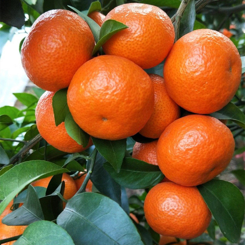 橘子树苗沙糖桔树苗嫁接橘子苗树盆栽地栽果树苗桔子树苗当年结果