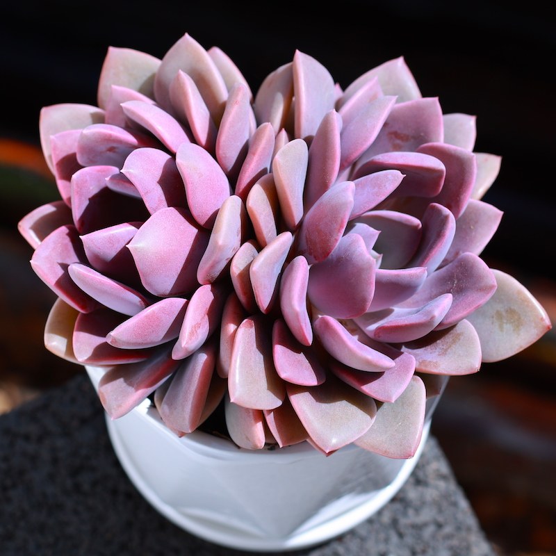 云南基地直发黛比多肉植物新款好养组合盆栽肉肉稀有品种贵货精品