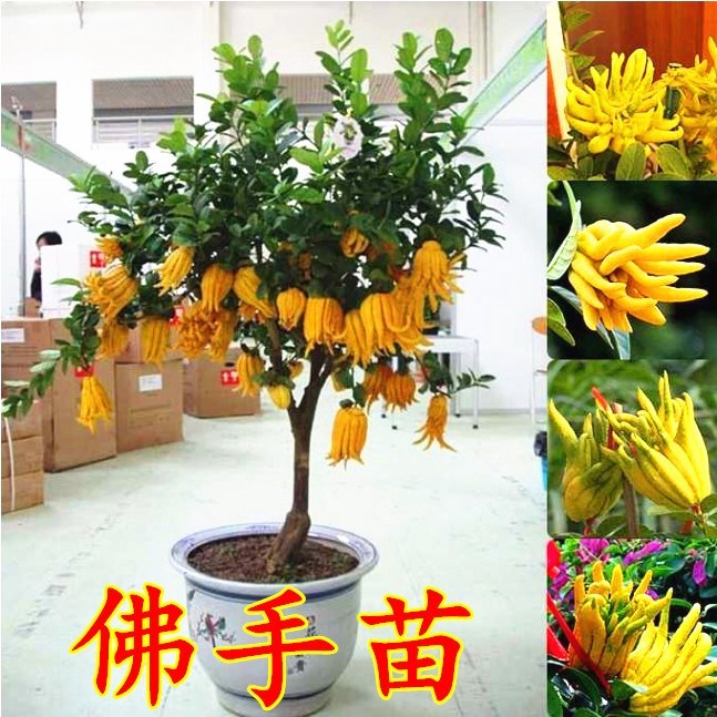 4券后价0622佛手盆栽带果金华佛手苗果树盆景招财庭院花卉植物户外