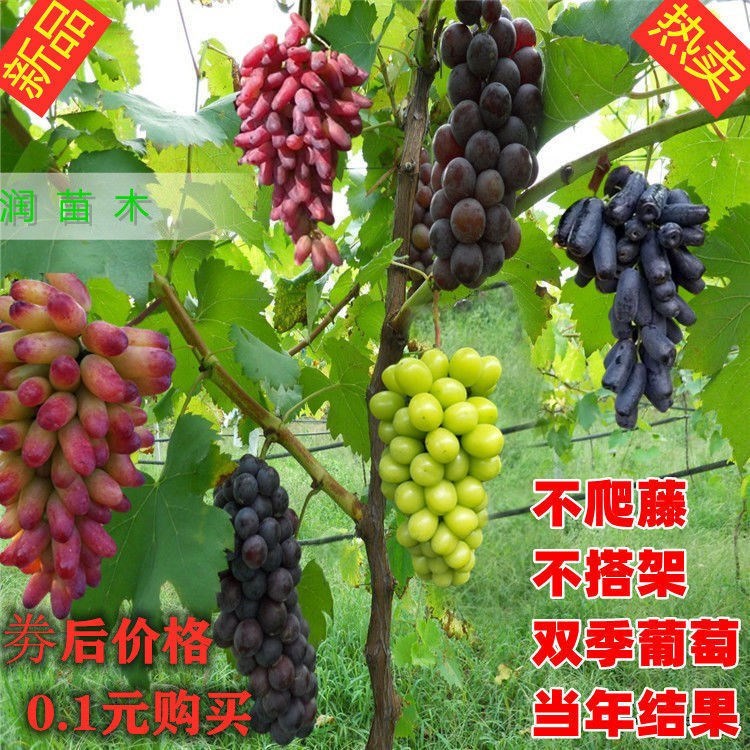 嫁接葡萄苗
