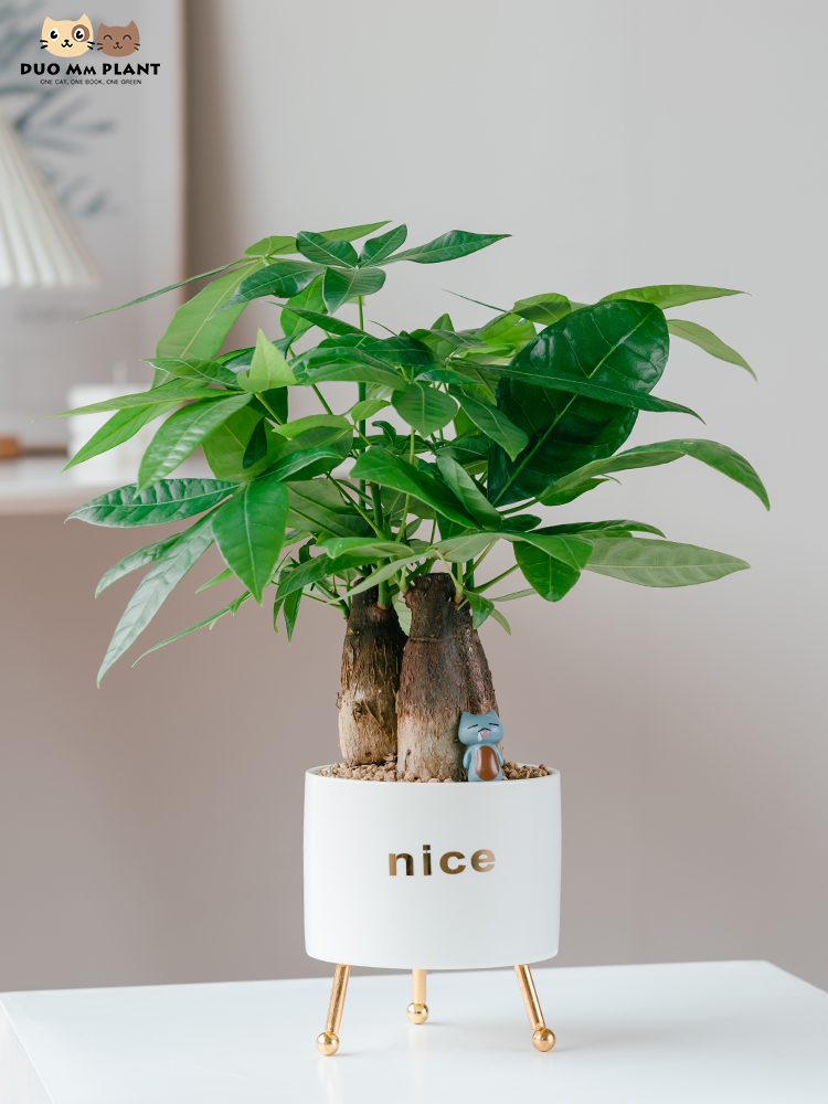 发财树植物盆栽室内客厅茶几招财好养绿植四季常青吸甲醛小盆景