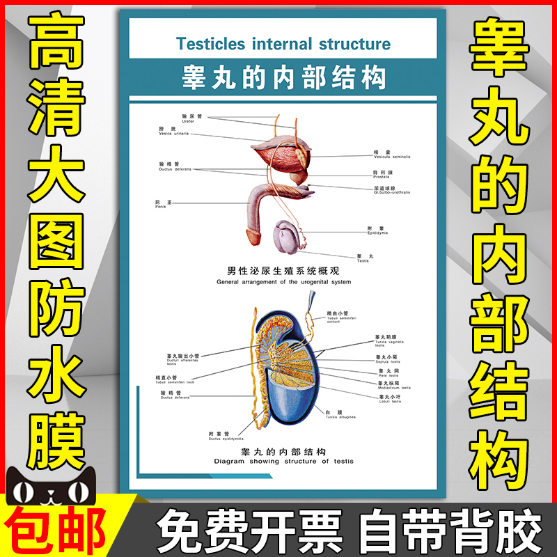 阴囊睾丸解剖层次图片