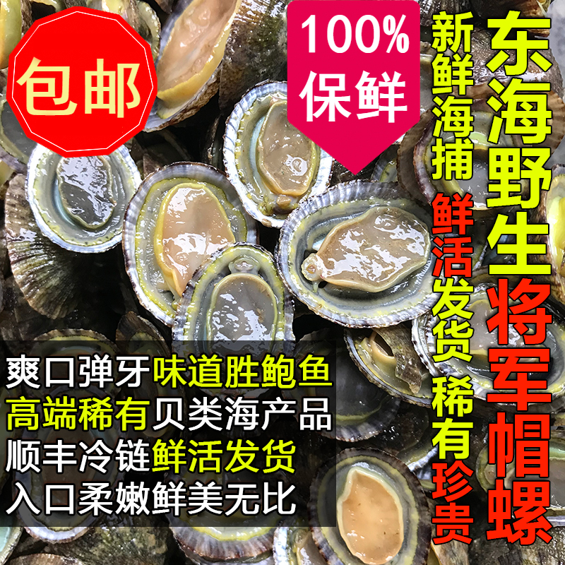 海鲜将军帽螺贝壳水产鲜活野生小鲍鱼螺岩鲍斗笠螺大海螺顺丰包邮