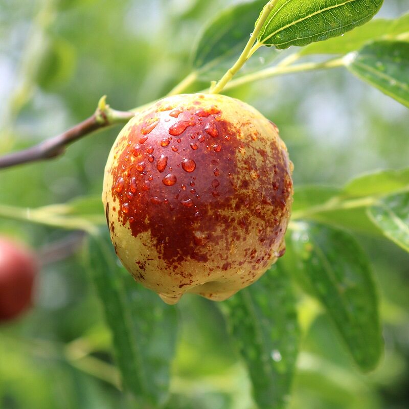 山东沾化新鲜水果冬枣5斤整箱包邮甜枣脆枣红青枣鲜冬枣10