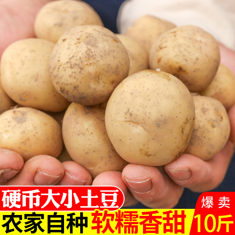 硬币大小恩施小土豆现挖湖北新鲜黄心土豆10斤当季迷你马铃薯洋芋