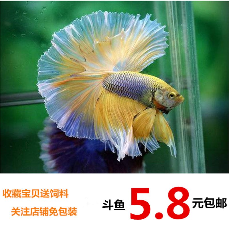 泰国斗鱼活体包邮半月狮王马尾斗鱼抱卵母鱼活体热带鱼观赏小型。|ruв категории животное/Животное питание и принадлежностей, аквариум мира, рыба - от Buy2taobao.com для оказания профессиональной услуги покупки агента Taobao