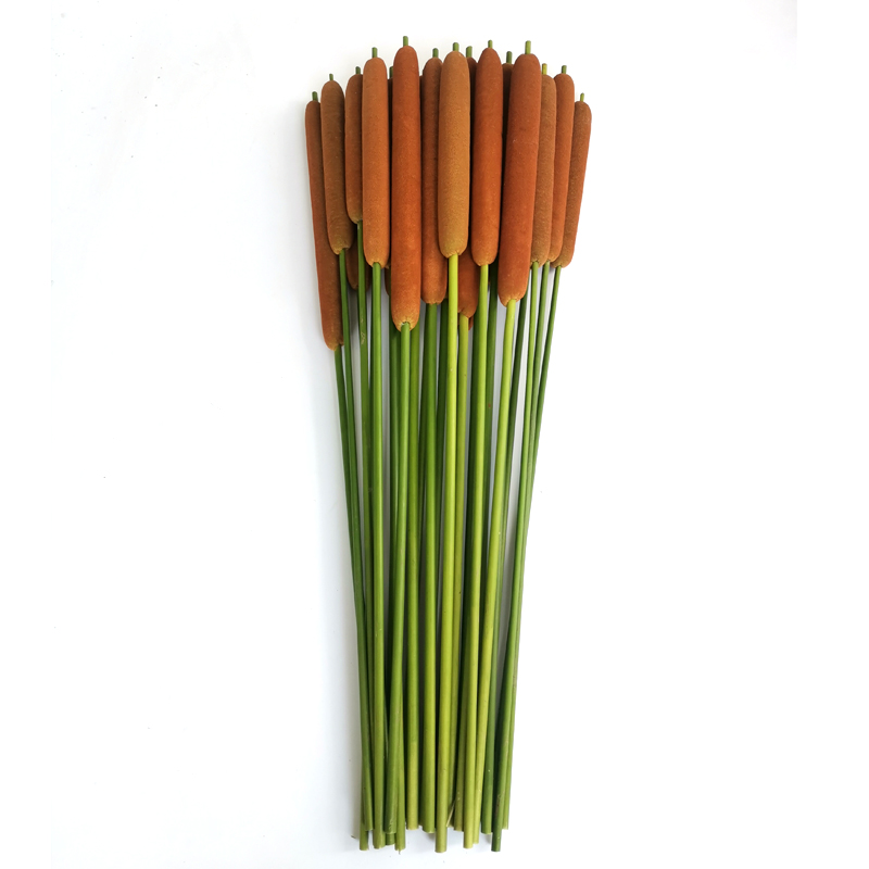 一折蒲棒干插花