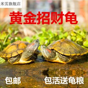龟粮饲料巴西草龟鳄龟通用补钙龟食幼龟水龟大颗粒开口粮龟粮通用粮石