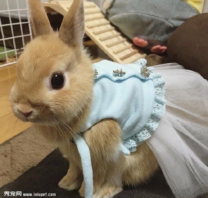 兔子鞋子宠物兔防抓衣服装夏季小鞋可爱小兔子袜子