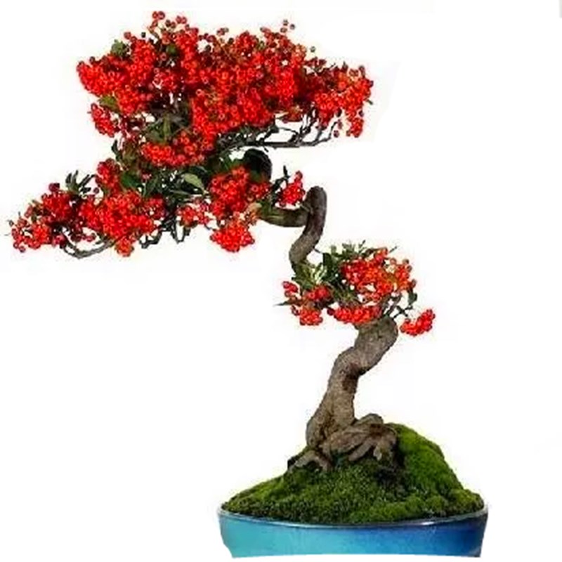 火棘盆景带果盆栽老桩满堂红年宵观果阳台植物耐寒花卉熟桩吉祥果