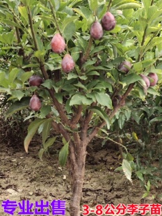 蜂糖李子树苗带土当年结果盆栽地栽南北方种植特大嫁接脱骨甜脆李