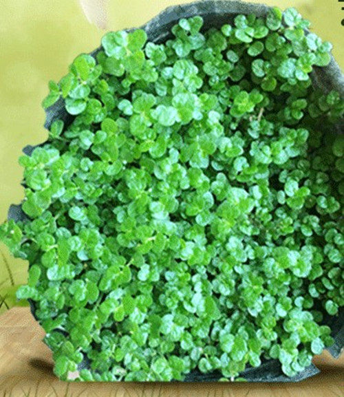 特价假山盆景植物 微景观_吸水石上水石盆景假山鲜活珍珠草植物金钱麻